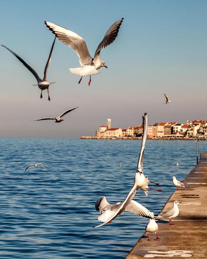 Apartment Jolly -center Bright At Tartini Square Piran